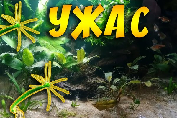 Кракена точка нет