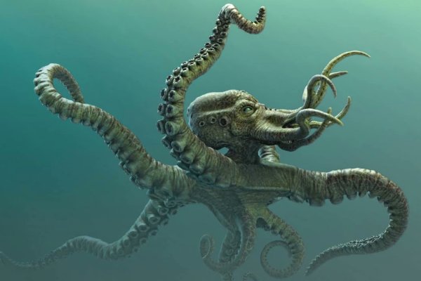 Kraken 24 top