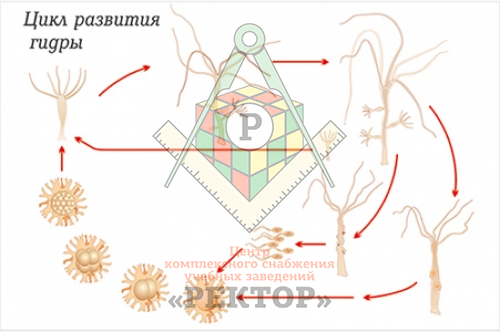 Кракен нарк